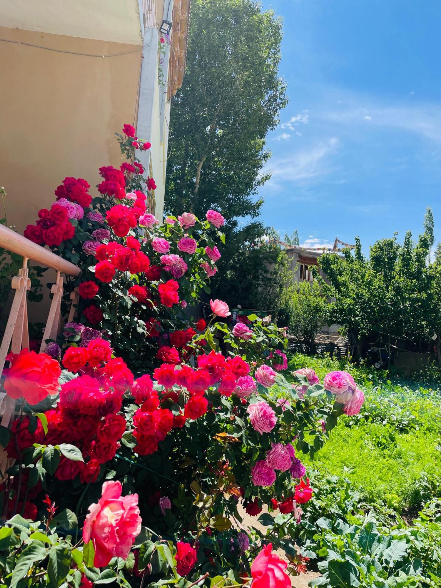 Zlatan Guest House Léh Exteriér fotografie